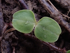 Impatiens pallida