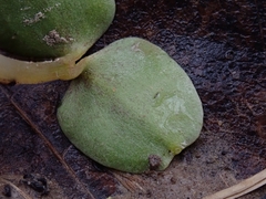 Impatiens pallida