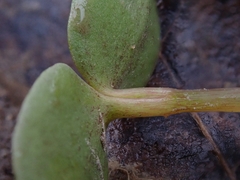 Impatiens pallida