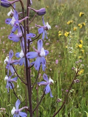 Delphinium recurvatum