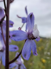 Delphinium recurvatum