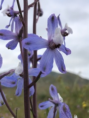 Delphinium recurvatum