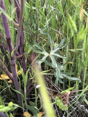 Delphinium recurvatum