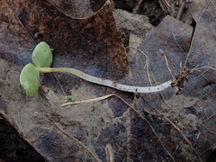 Impatiens pallida