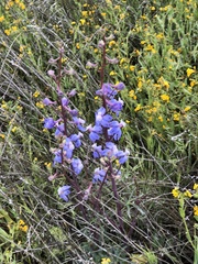 Delphinium recurvatum