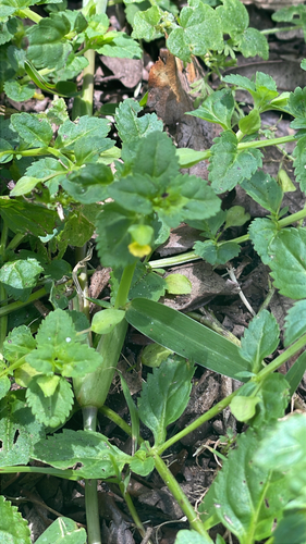Yellow-flowered waterhyssop