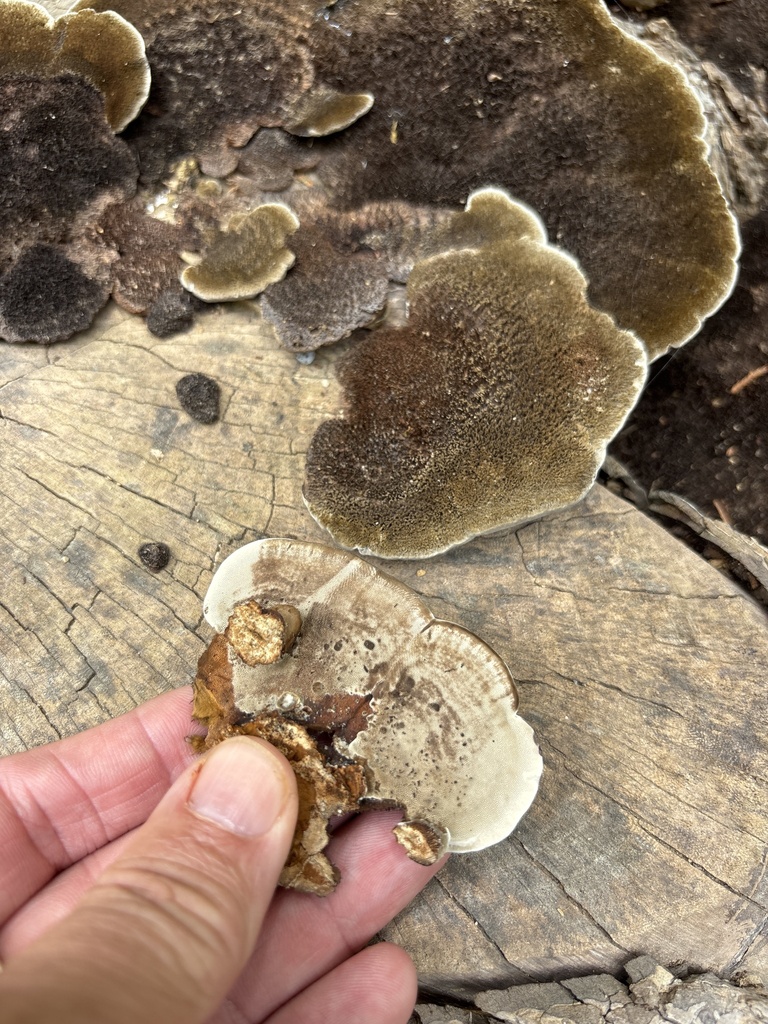 Hairy Hexagonia