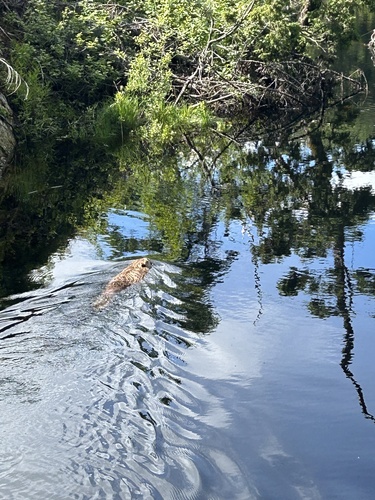 Eurasian Beaver