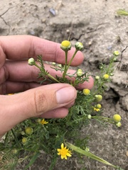 Matricaria occidentalis
