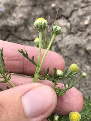 Matricaria occidentalis