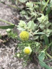 Matricaria occidentalis