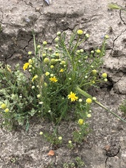 Matricaria occidentalis