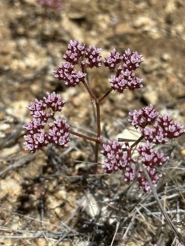 iNaturalist observation photo of Turkish rugging