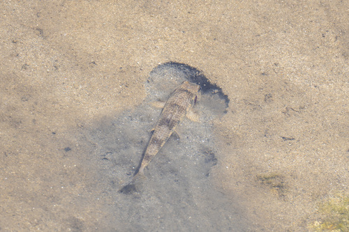 Vaillant's gudgeon (Pseudogobio vaillanti) — Cyprinidae — 4