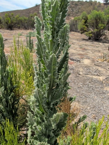 Coulter's horseweed