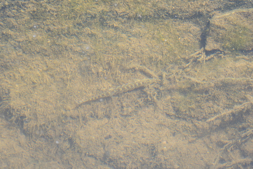 Chinese Spiny Loach