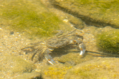 Longpotamon shensiense