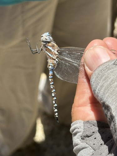 iNaturalist observation photo of Blue-eyed Darner