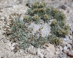 Astragalus spatulatus