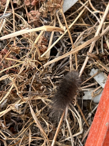 iNaturalist observation photo of Ermine Moths