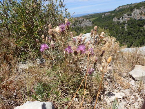 Centaurea corymbosa