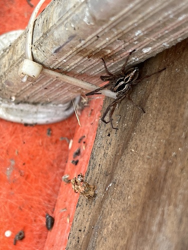 iNaturalist observation photo of McCook's Split Wolf Spider