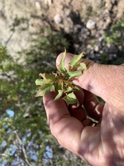Berberis haematocarpa