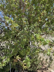 Berberis haematocarpa