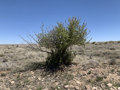 Berberis haematocarpa