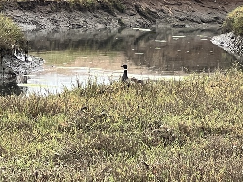 iNaturalist observation photo of Brant