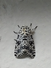 Lichnoptera decora