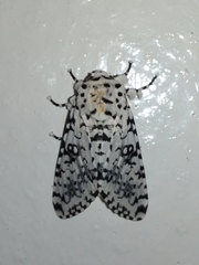 Lichnoptera decora