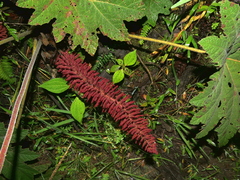 Gunnera tinctoria