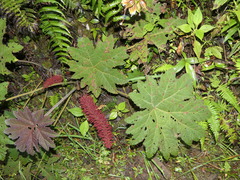 Gunnera tinctoria