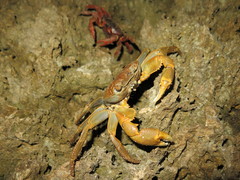 Geograpsus crinipes