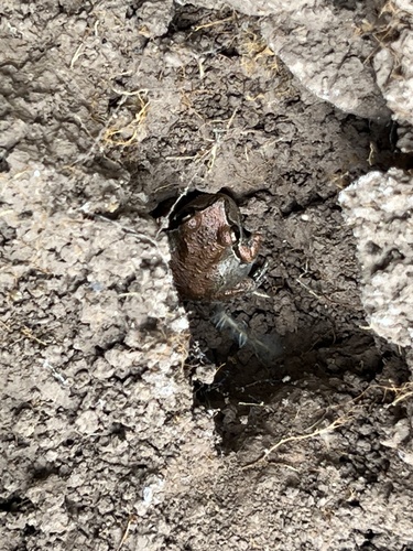 iNaturalist observation photo of Pacific chorus frog