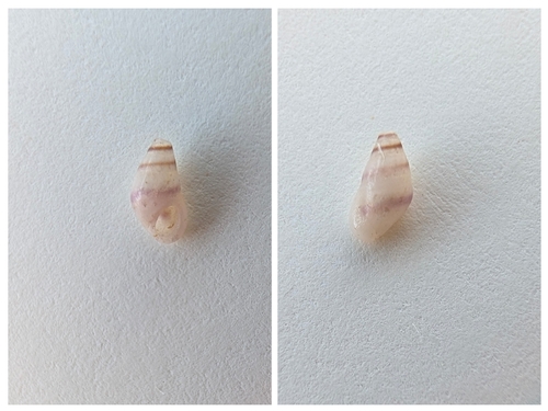 Rissoa violacea, 2026-05-16