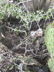 Argiope blanda