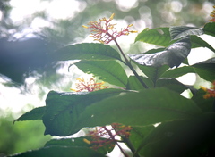 Palicourea padifolia