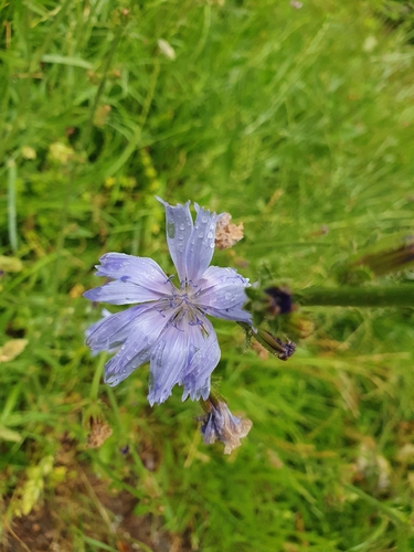 chicory
