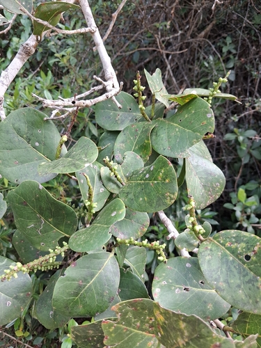 Coccoloba swartzii