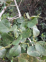 Coccoloba swartzii