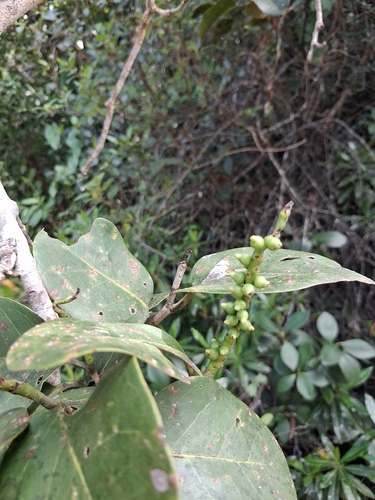 Coccoloba swartzii, photograph 2