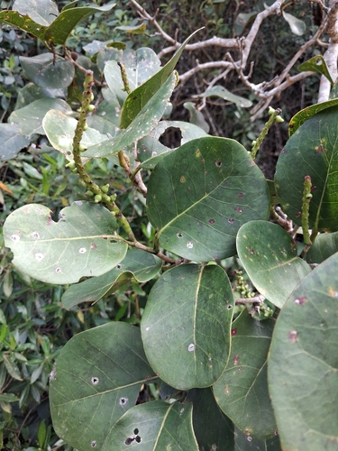 Coccoloba swartzii, photograph 3