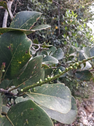 Coccoloba swartzii, photograph 4