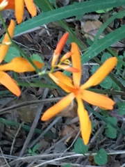 Crocosmia aurea aurea