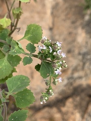 Aeollanthus buchnerianus