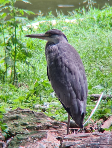 Grey Heron