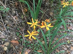 Crocosmia aurea aurea