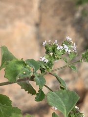 Aeollanthus buchnerianus